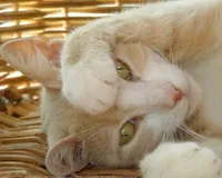 Les Chats De Limeil 