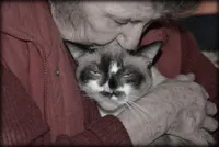Chat mon ami
