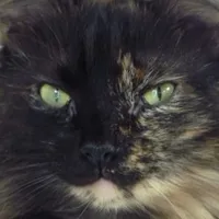 Refuge de l'École du chat libre de Poitiers