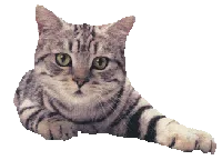 Chats en détresse