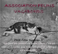 Felins Vagabonds