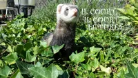 Il court, il court, le furet