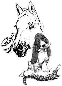 APPA 65