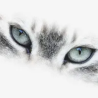 Regard Animal
