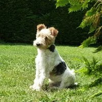 TERRIERS SANS FRONTIERES