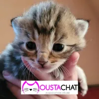 MOUSTACHAT