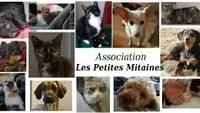 Les petites mitaines