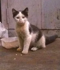 Sos Chats Errants