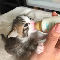 BABY KAT'S AND CO