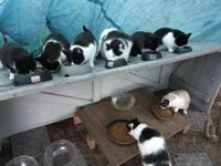 Les chats libres des sables d'olonne