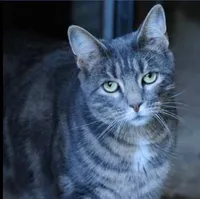 ASSO - CAT'I MINICAT