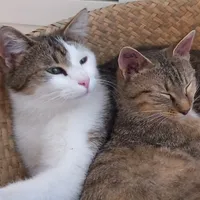 Le Chat Potée