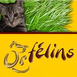 Orfélins