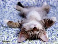 Chats et compagnie