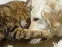 Cani-Coeur