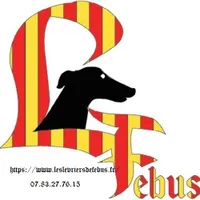 Les lévriers de Fébus