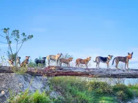 Doggy Oasis International