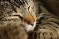 Chats oubliés