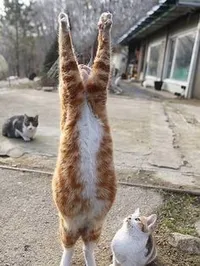 Au coeur des chats 62