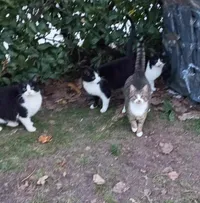 La Voix Des Animaux