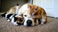 Compagnons de vie