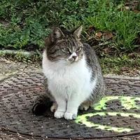 Les chats de Karisann