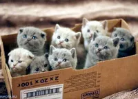 3 Petits Chats