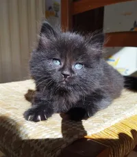 Comité de défense des Chats Toulouse