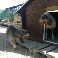 Refuge canin Occitanie