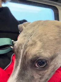 Kryzysdog