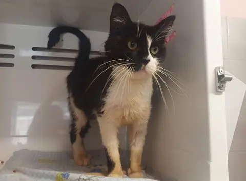 Merlin