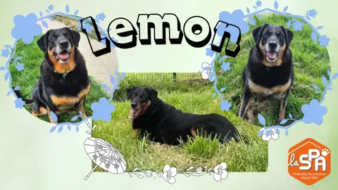 LEMON