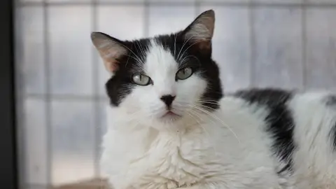 Hermione (FR)