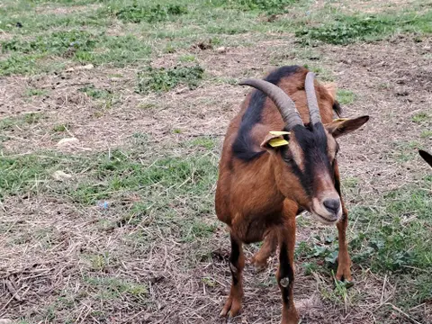 BABOCHKA