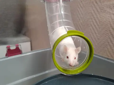 STUART