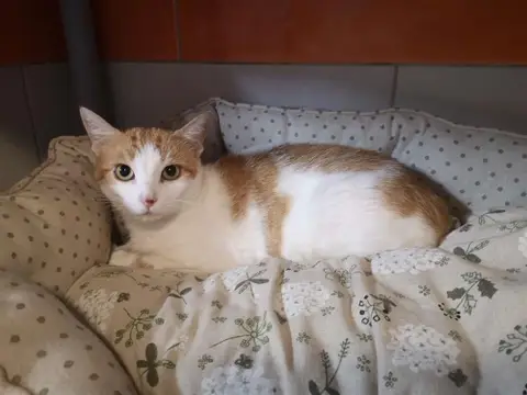 Lulu