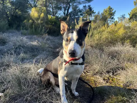 Taz
