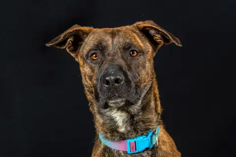 ZEUS photo 9