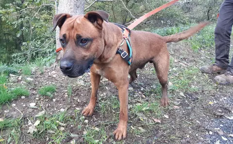 Tyson photo 5
