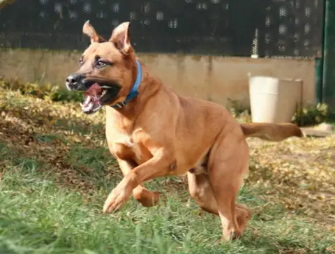 Tyson