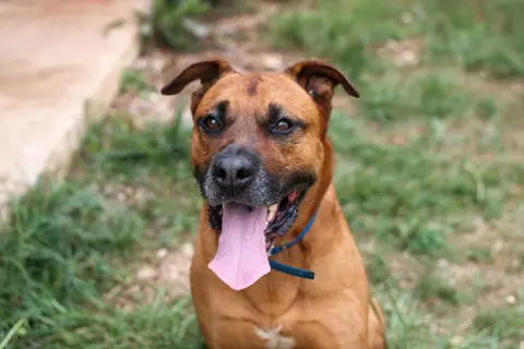 Tyson photo 2