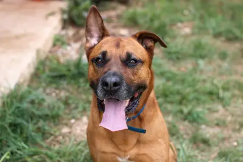 Tyson photo 3