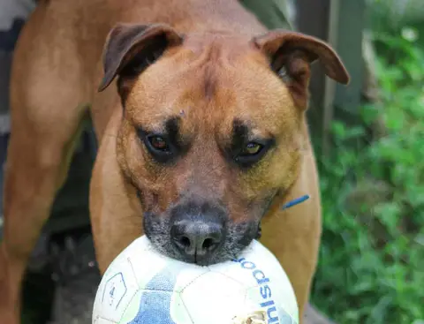 Tyson photo 4
