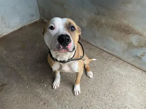 TYSON