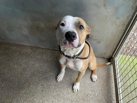 TYSON photo 2