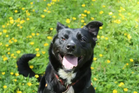 CHIPIE photo 10