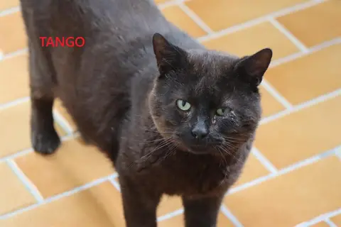 TANGO photo 2