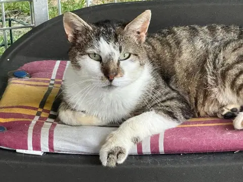 VICKS FIV + en SOS URGENT
