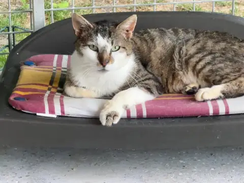 VICKS FIV + en SOS URGENT photo 2