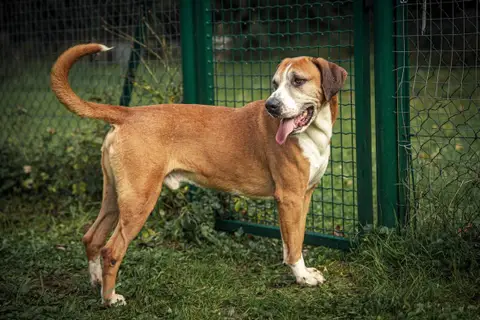Patto